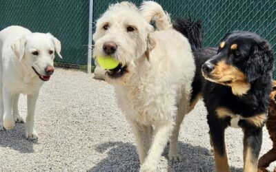 How to Build a Better Daily Routine for Your Dog