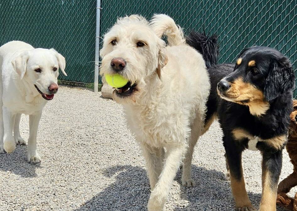 How to Build a Better Daily Routine for Your Dog