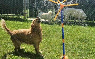 How to Keep Your Dog Cool All Summer: Safe Ways to Stay Active