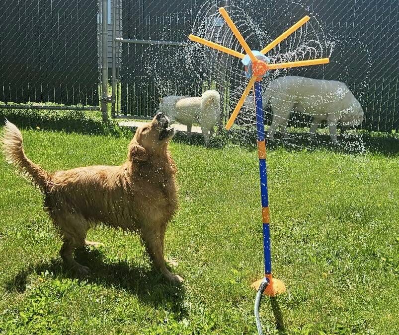 keep your dog cool all summer
