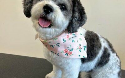 Dog Grooming Essentials for Fall