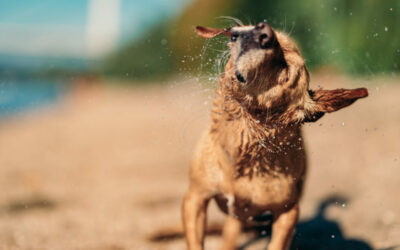 Should I Worry If My Dog Keeps Shaking Their Head?