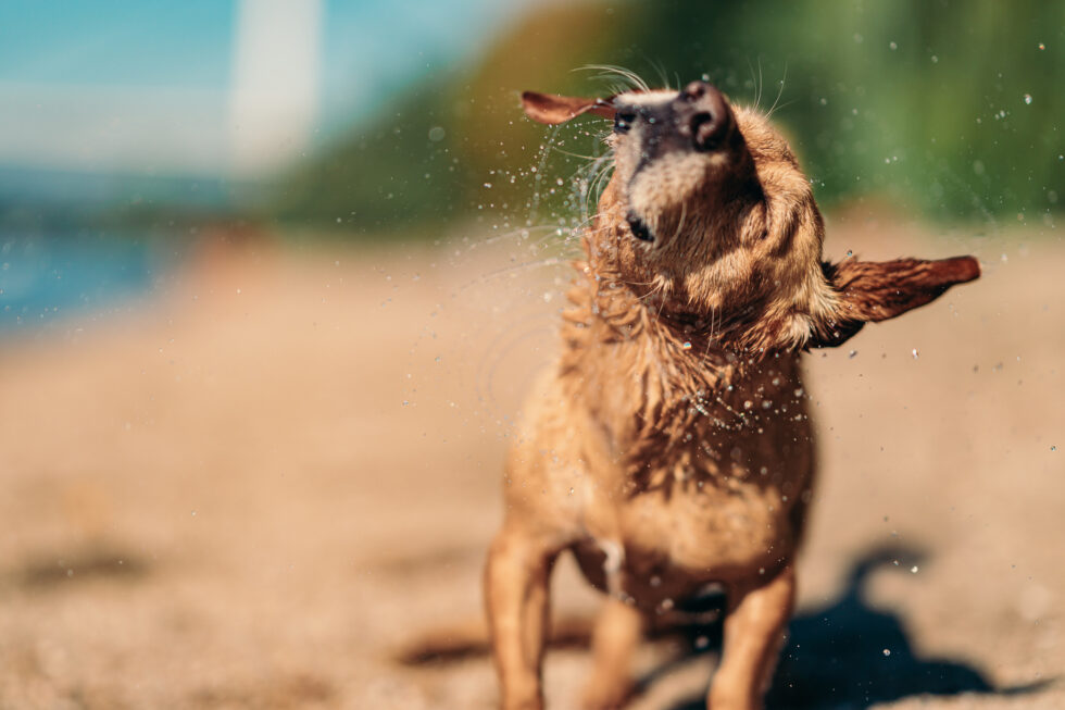 dog keeps shaking their head