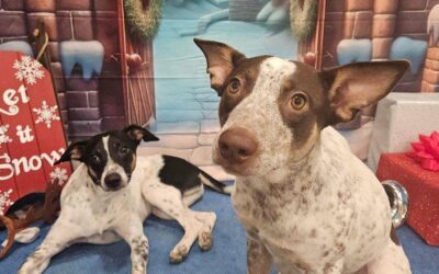 Holiday Dog Boarding: More Than A Place to Sleep