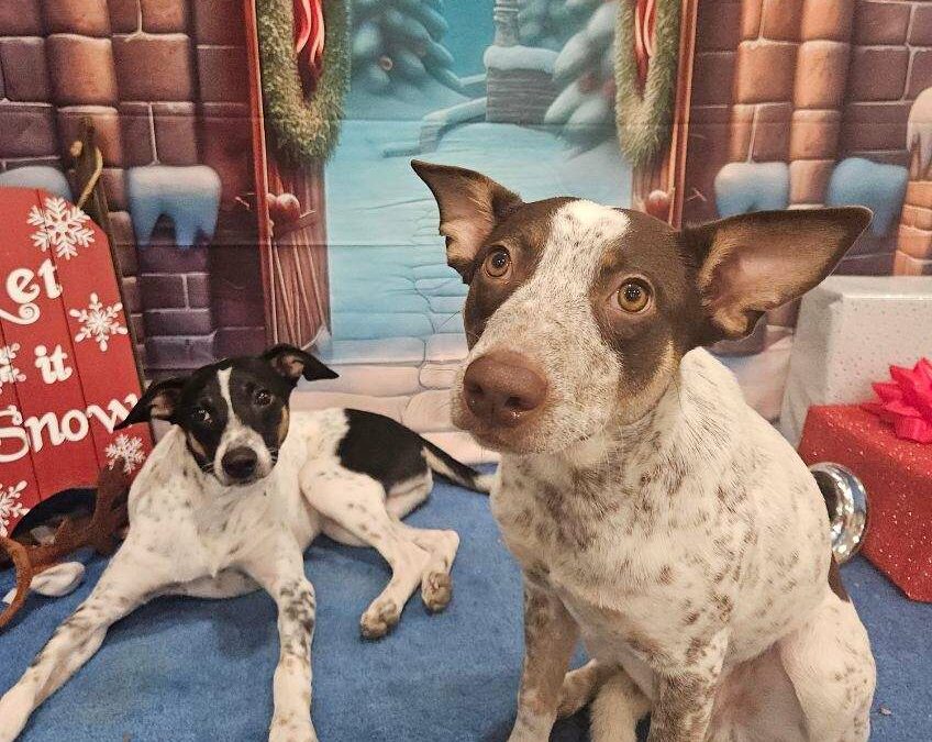 holiday dog boarding